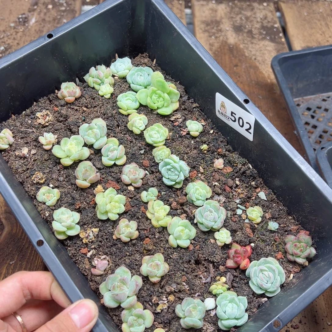 多肉植物多肉植物