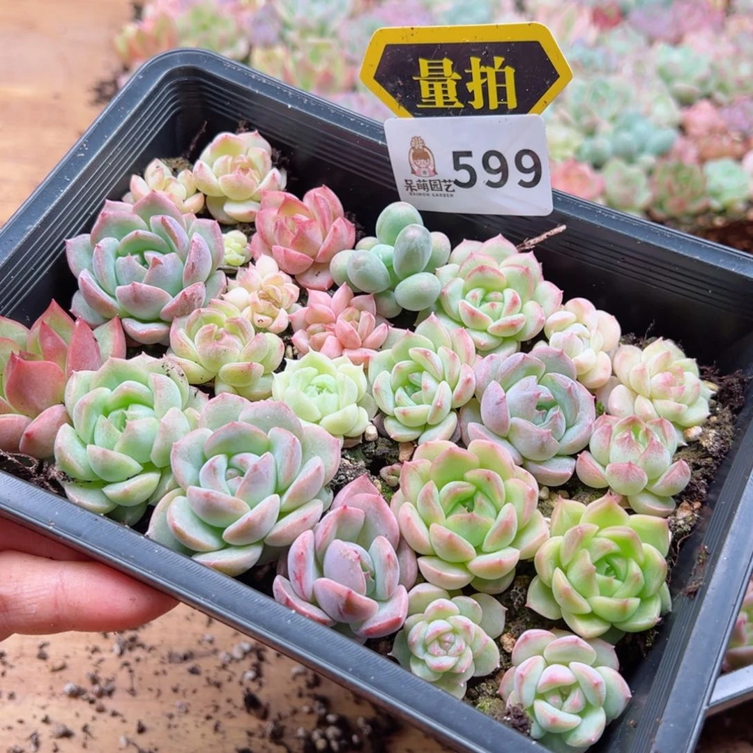 多肉植物多肉植物