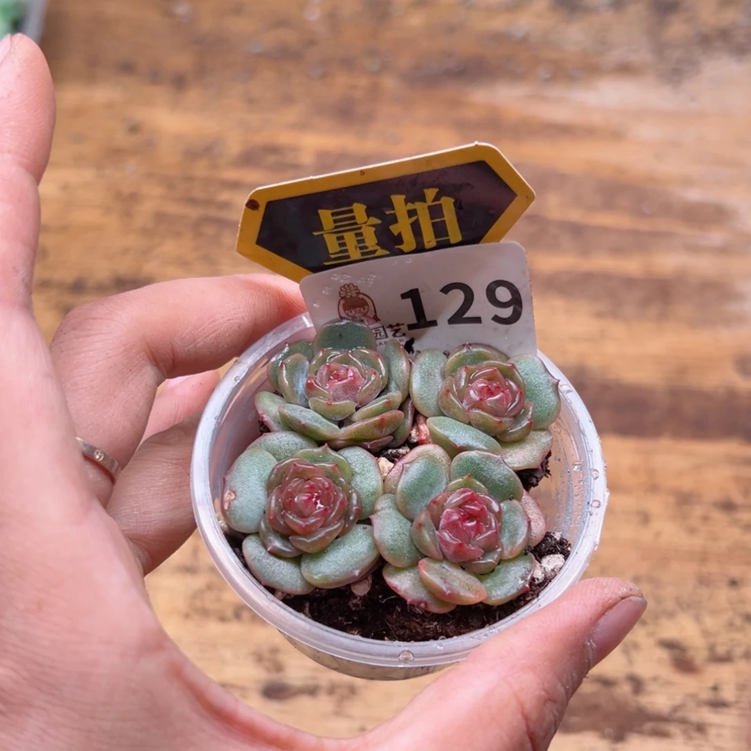 多肉植物多肉植物
