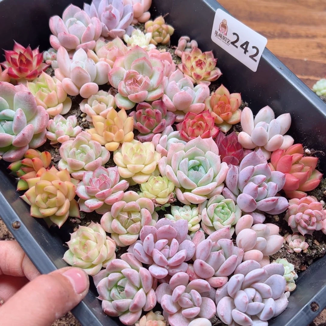 紫*多肉植物多肉植物