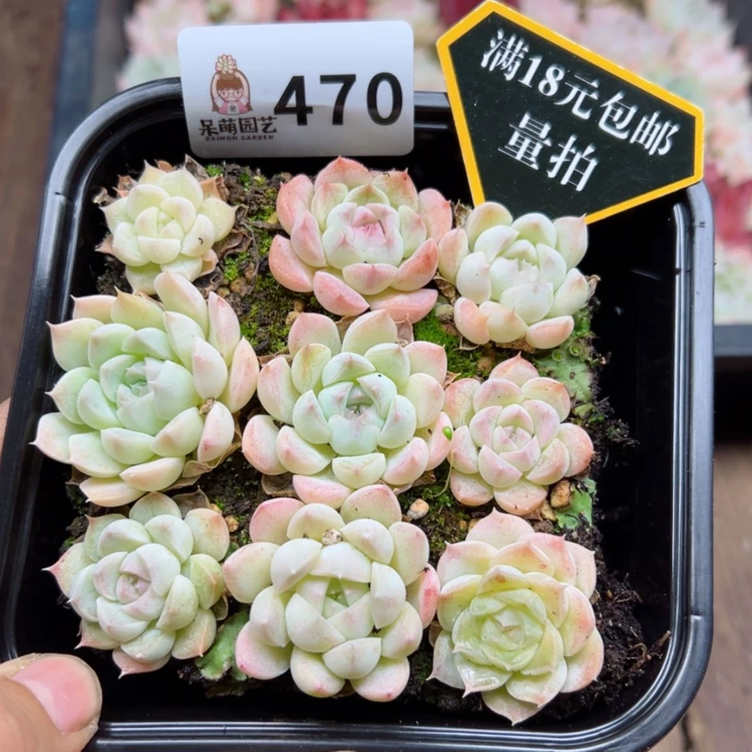 【闪购商品】多肉植物