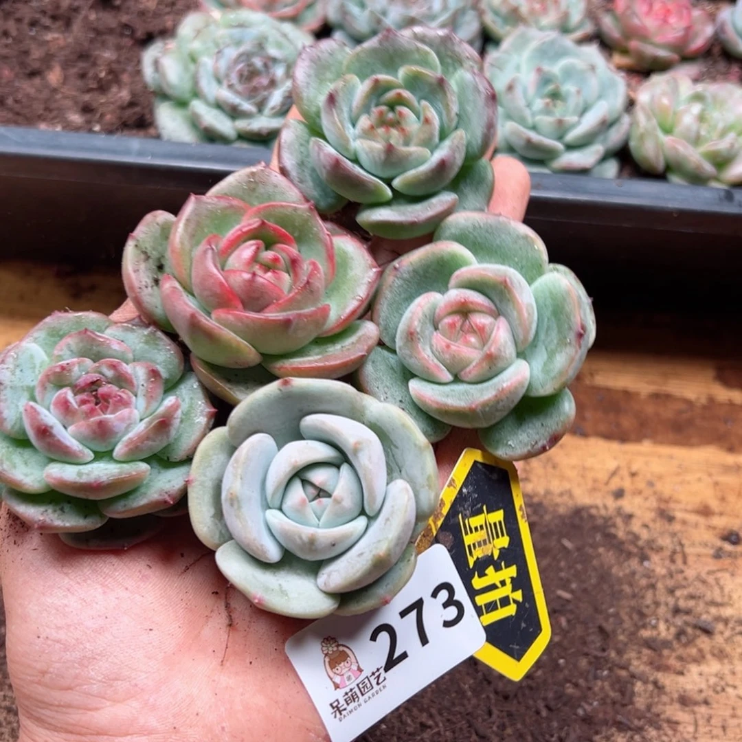 多肉植物多肉植物