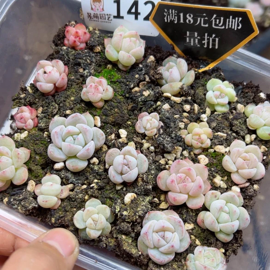 【闪购商品】多肉植物