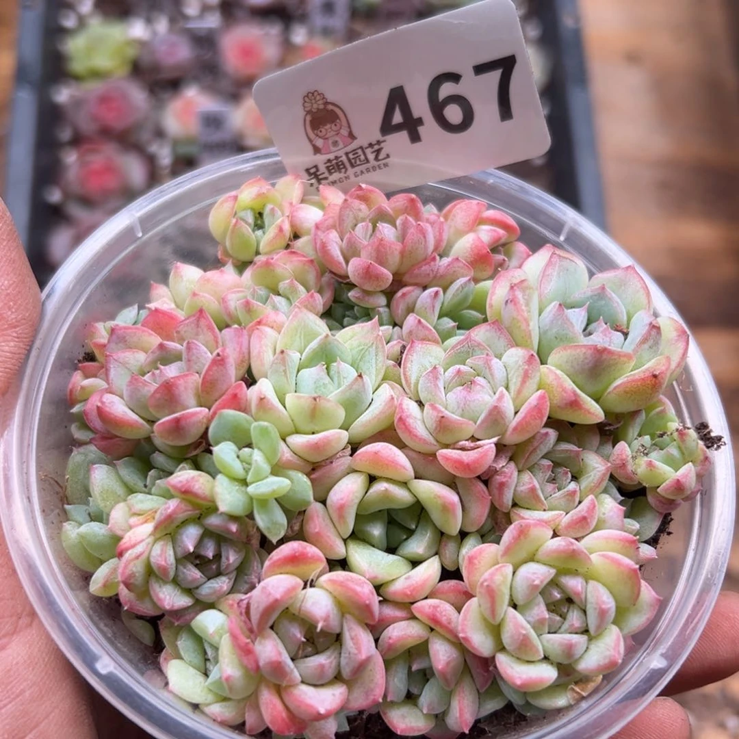 多肉植物多肉植物