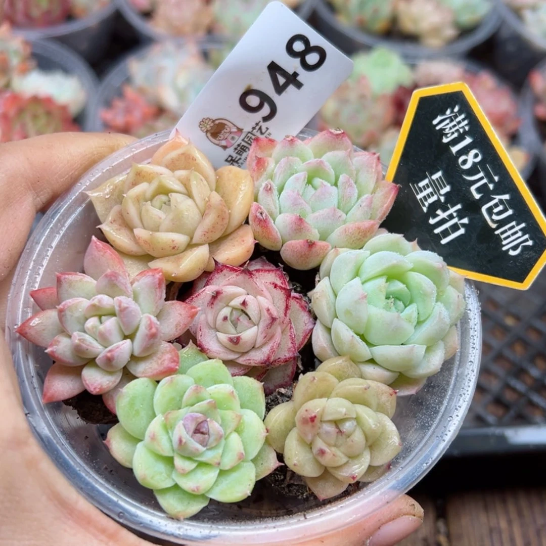 【闪购商品】多肉植物
