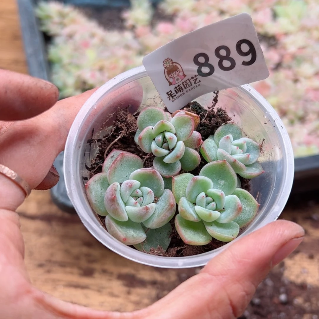 紫*铃多肉植物多肉是植物