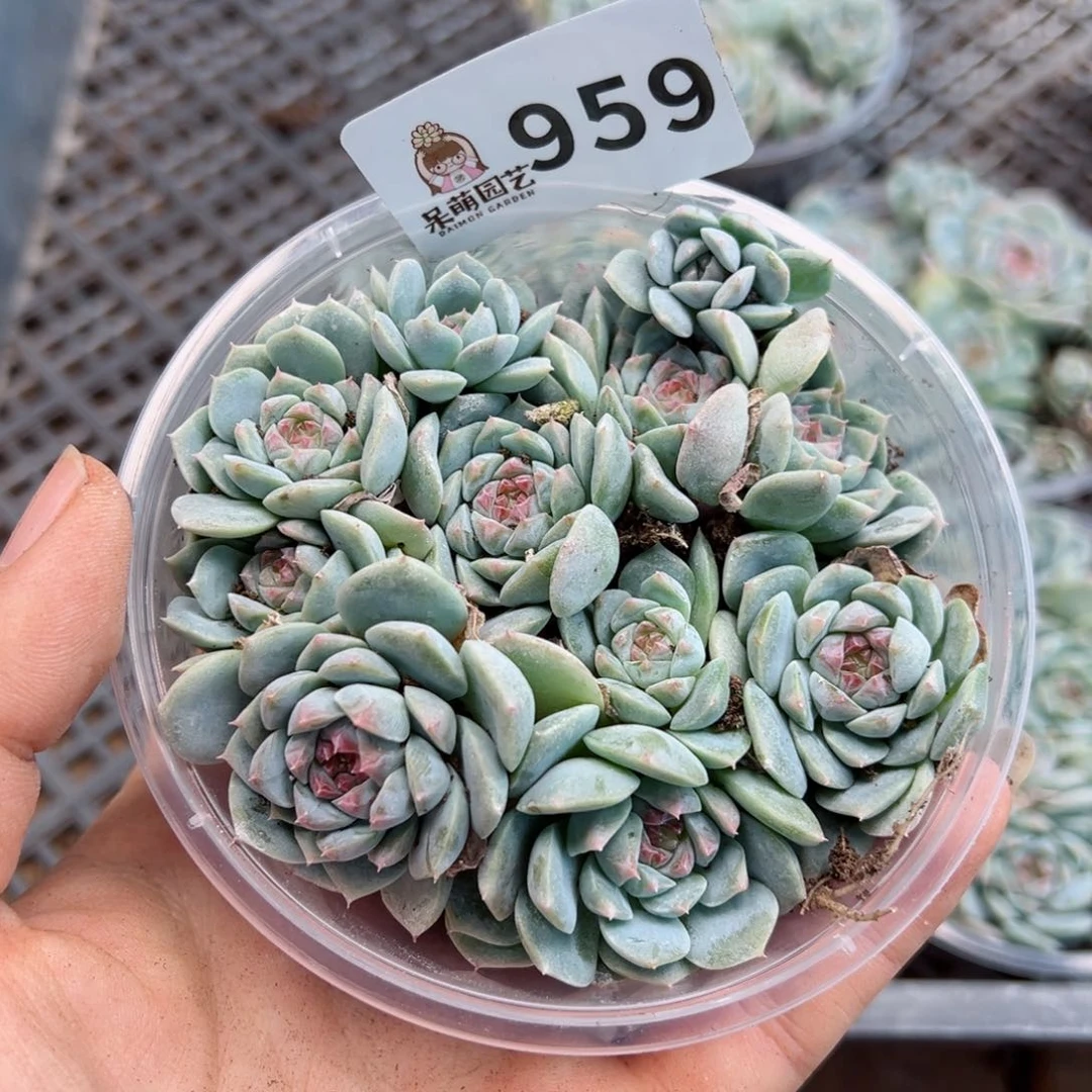 多肉植物多肉植物