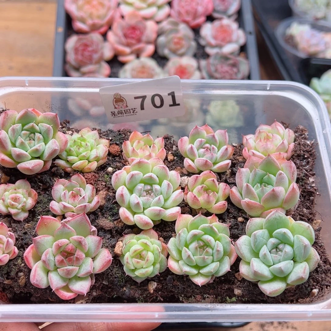 多肉植物多肉植物