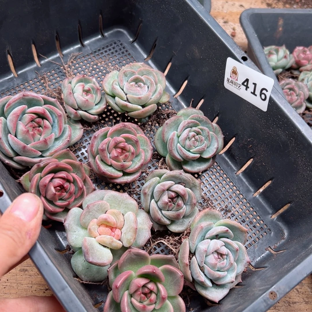 多肉植物多肉植物