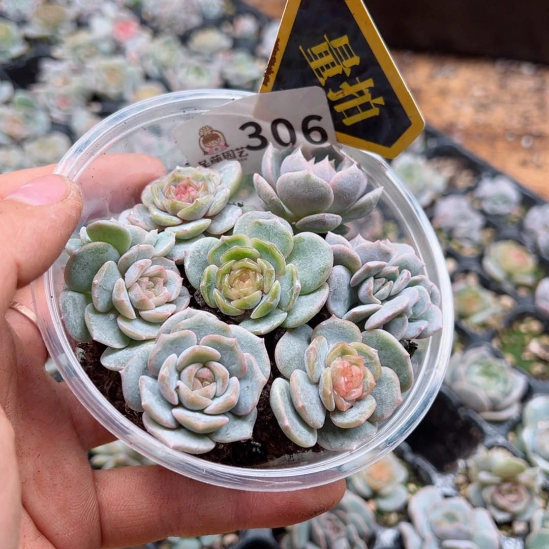 多肉植物多肉植物