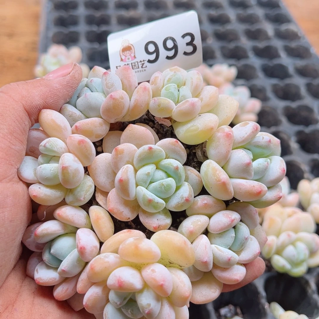 多肉植物多肉植物