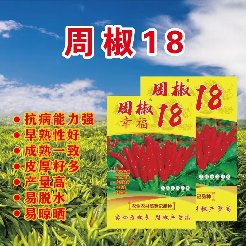 周椒18辣椒优质高产早熟早熟早熟抗病农业