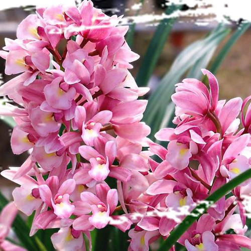 【浪漫樱花】清香型兰花好养易活花卉绿植盆栽