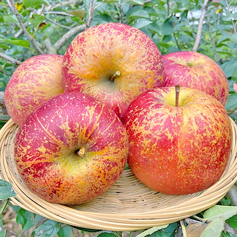 正宗云南昭通丑苹果冰糖心当季新鲜水果果园现摘现发好吃脆甜多汁