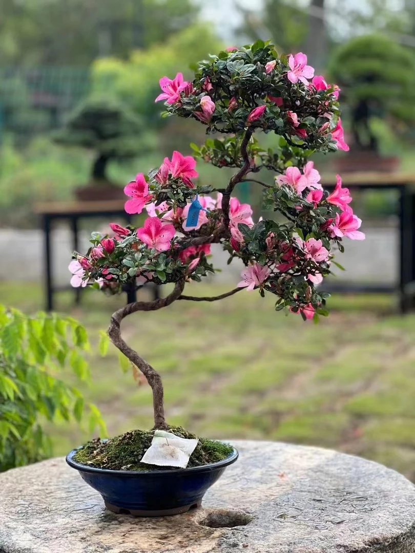 盆景素材 直播一物一拍链接