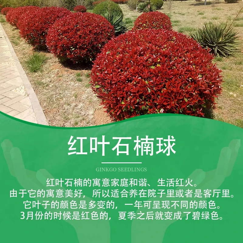 红叶石楠城市别墅庭院绿化绿植盆栽室内大棵精品发货室外美观
