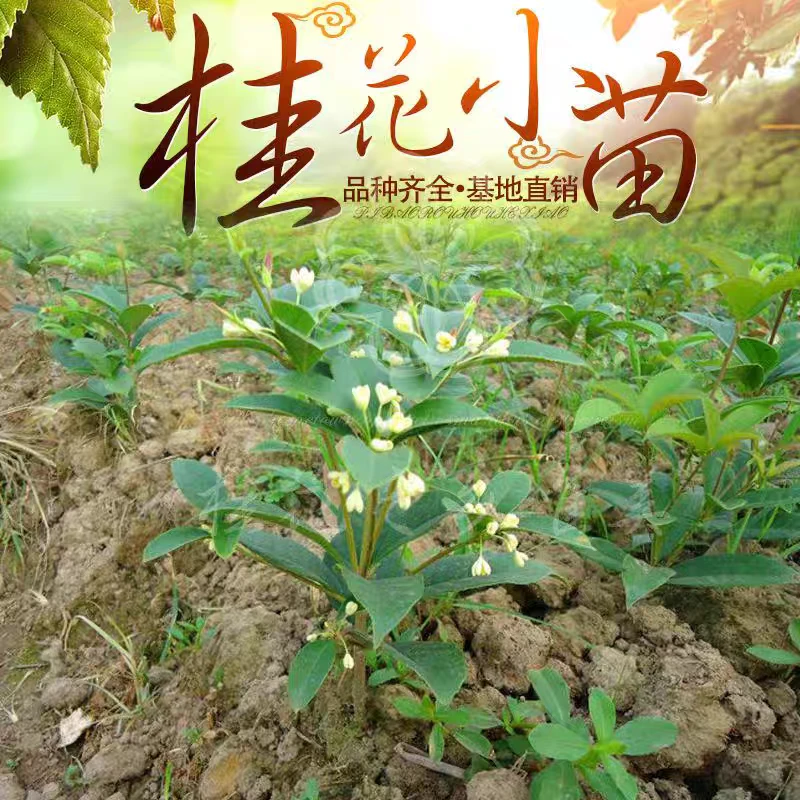 桂花树苗批发原生金桂丹桂血桂四季桂小苗