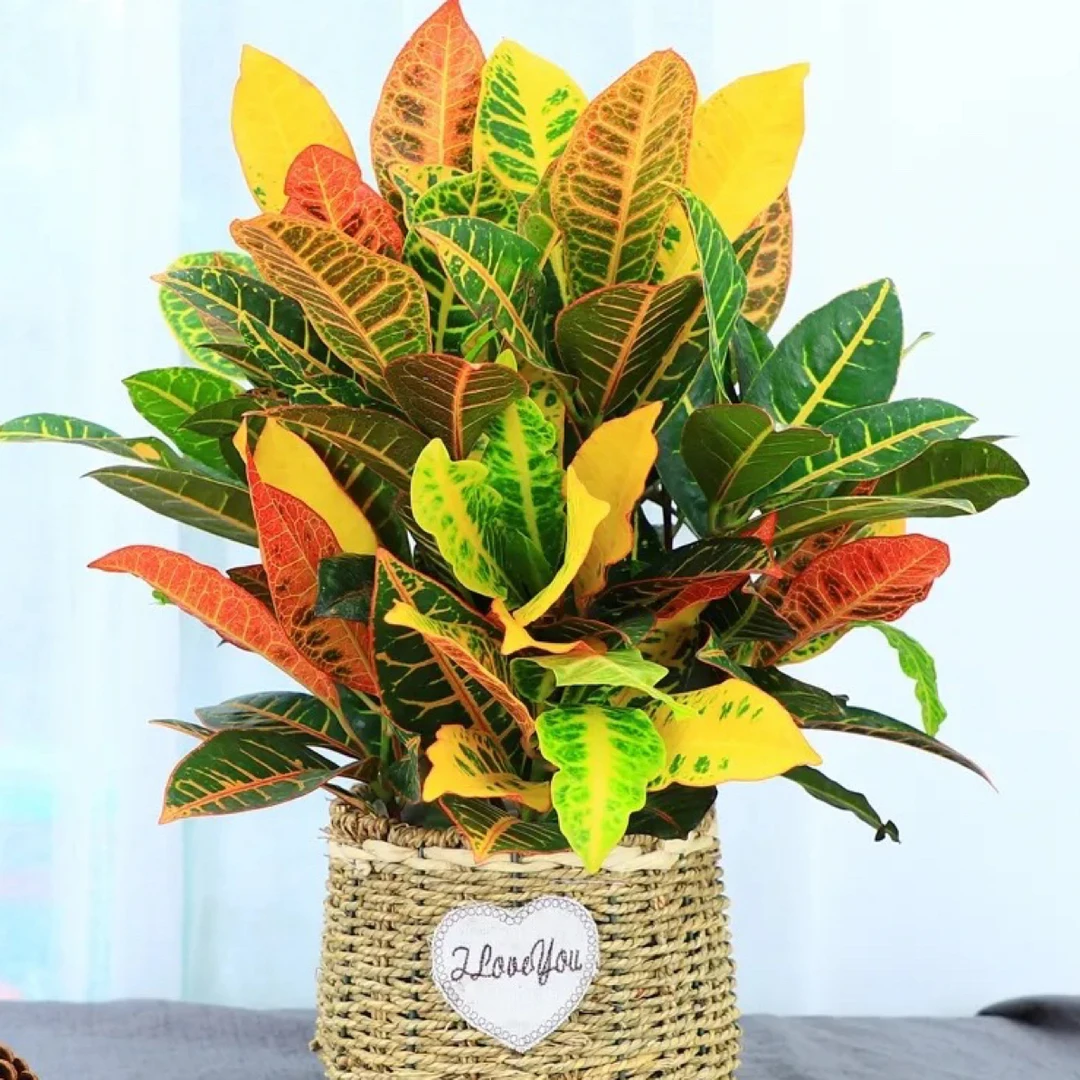 变叶木盆栽七彩叶苗网红变色木室内外花卉阳台吸甲醛绿植物绿化带