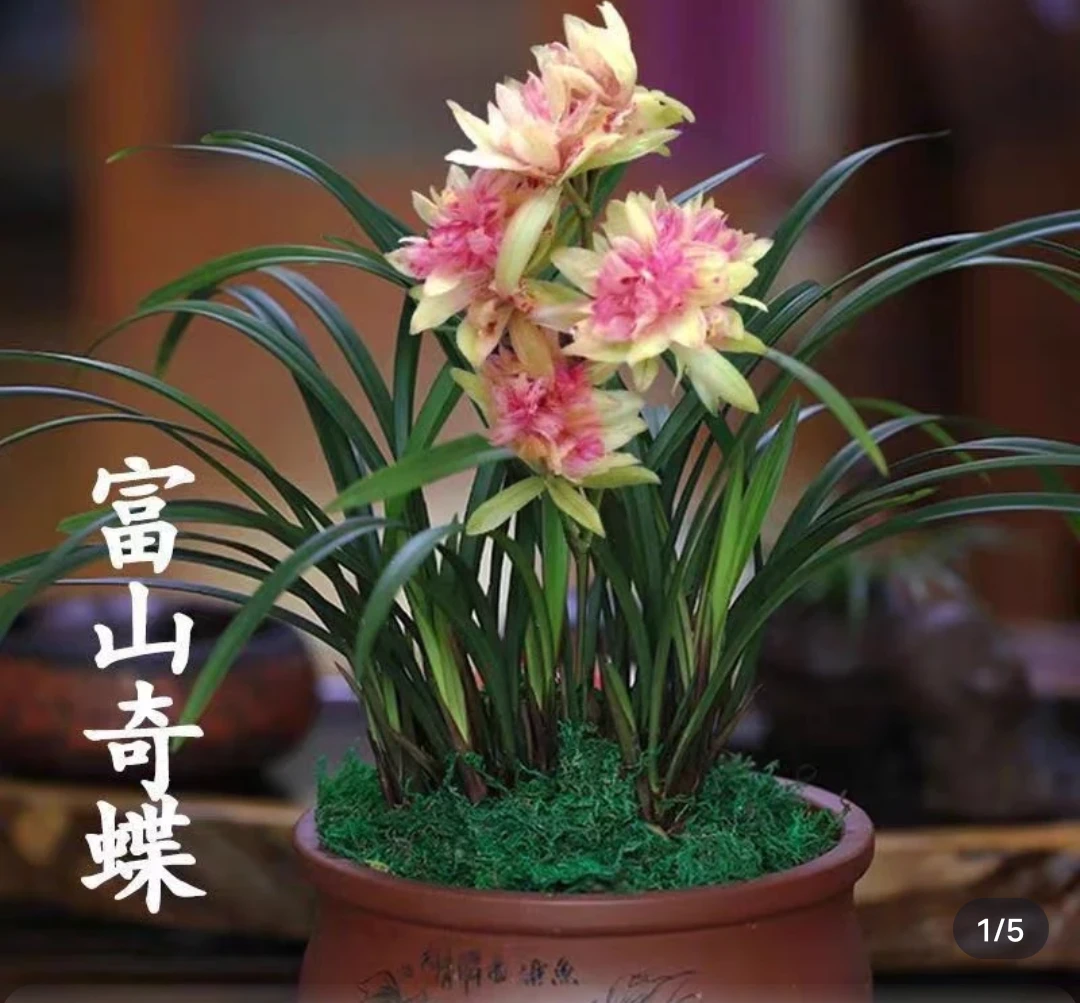 浓香型正宗富山奇蝶兰花苗原盆四季兰花室内盆栽四季建兰奇花老种