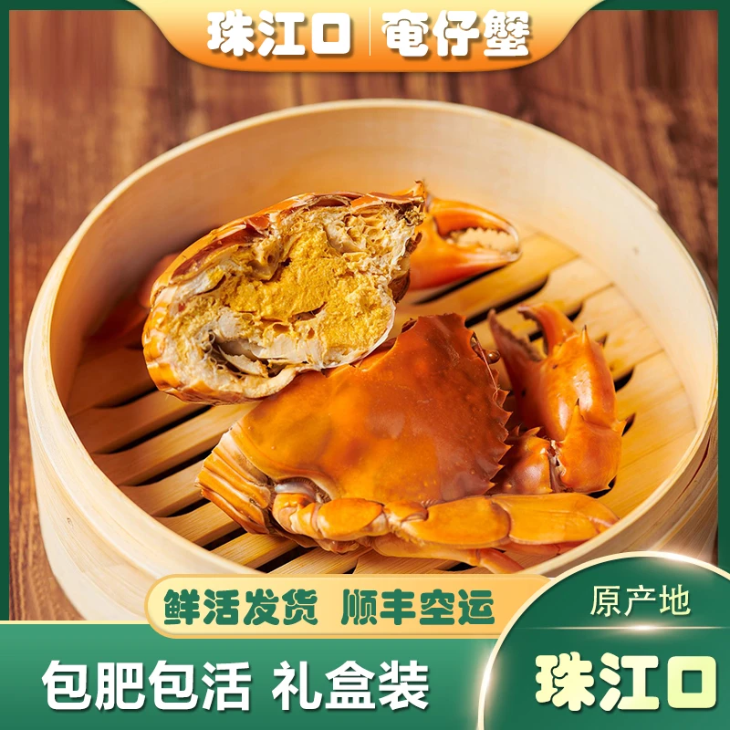 【黄金奄仔蟹3-3.5两/只】 精选鲜活大青蟹原产地螃蟹 海鲜礼盒装