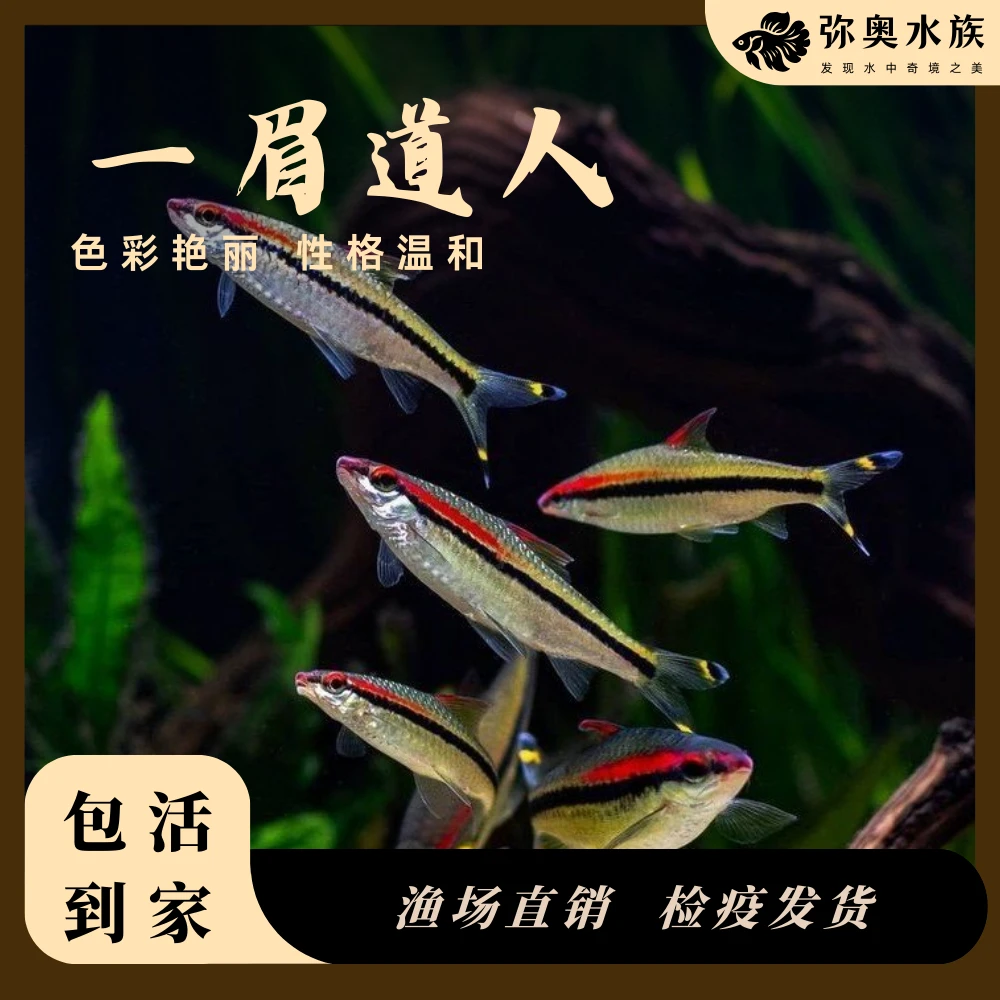 一眉道人鱼/活体观赏鱼/红眉道人/草缸鱼/群游鱼/可混养热带鱼