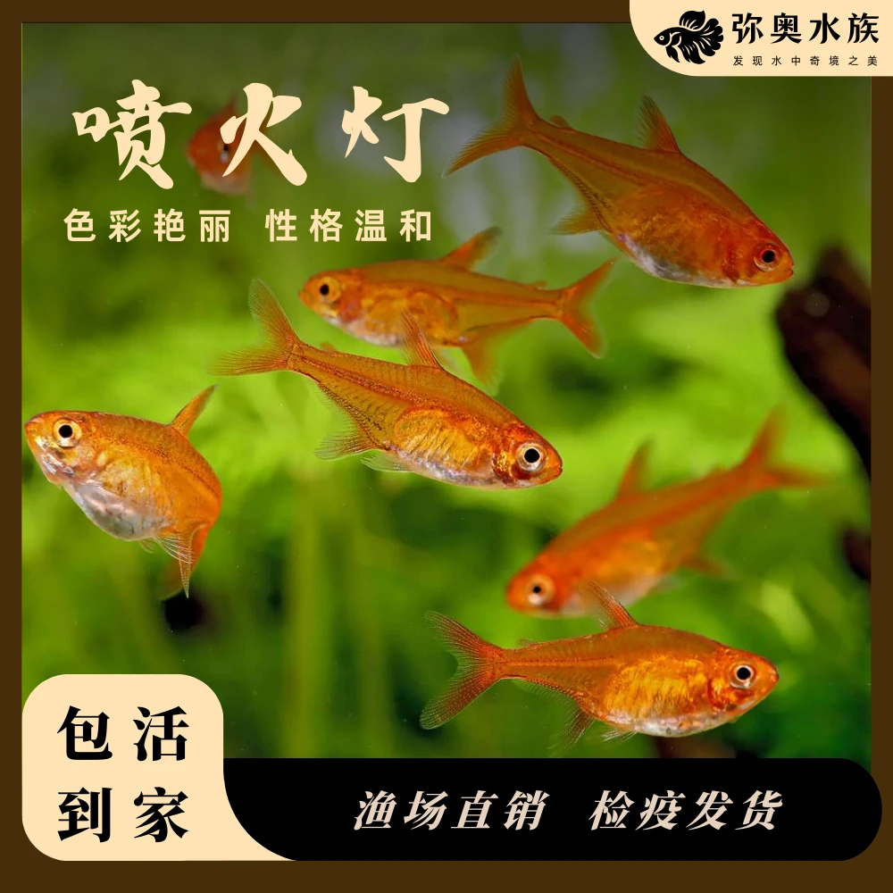 喷火灯鱼/群游/草缸/热带淡水小型观赏鱼/好养耐活/灯科鱼/