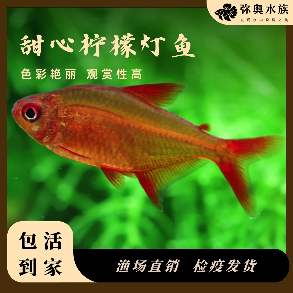 甜心柠檬F1/高端灯科鱼/南美小型热带观赏鱼/草缸群游鱼