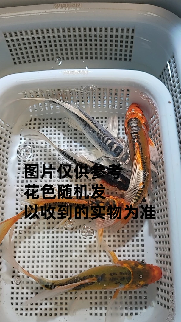 【1】8-10 龙系5招财鱼锦鲤黄金风水鱼冷水金鱼活鱼活体懒人鱼