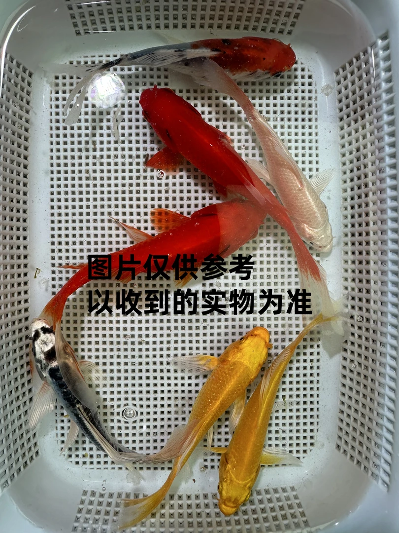 【51】12-15cm黄2红2龙1白1兰1招财鱼锦鲤黄金风水冷水活体懒人鱼