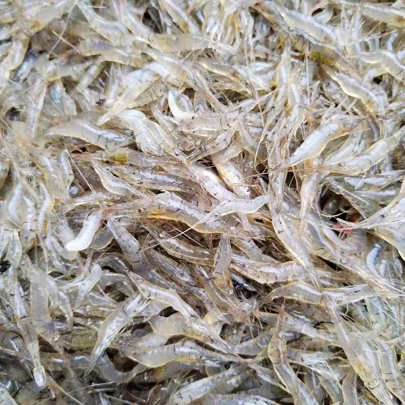 淡水小河虾野生淡水小河虾二斤三斤 顺丰速运