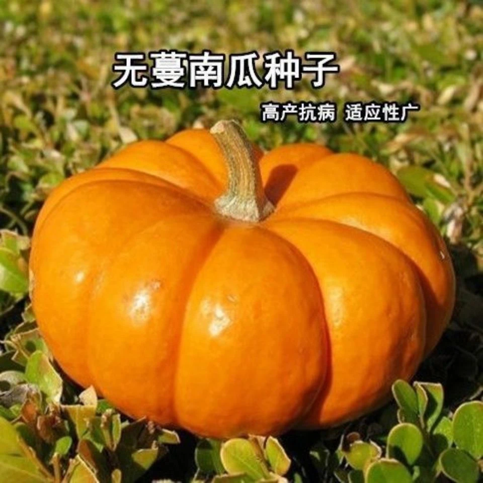 无蔓南瓜种子甜面南瓜板栗味粉糯香甜栗南瓜种籽窝瓜南瓜品种大