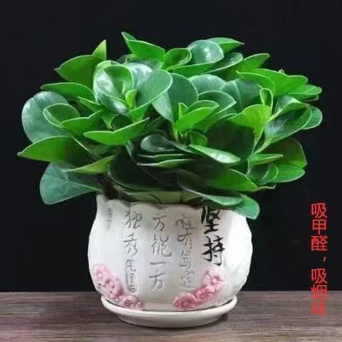 豆瓣绿室内绿植盆栽碧玉绿植室内净化空气吸收二手烟绿植盆栽室内