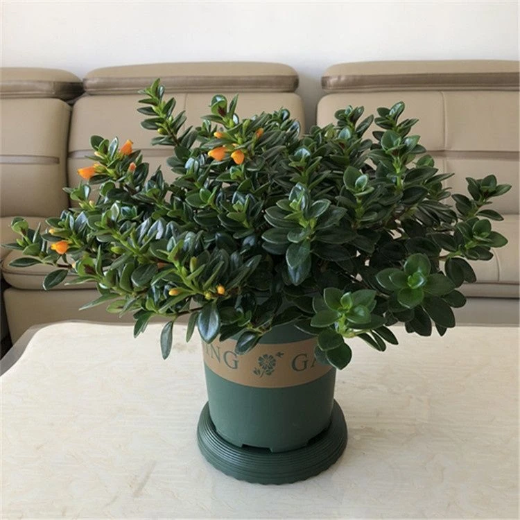 年年有余金鱼吊兰盆栽绿植室内美观好养四季常青花卉