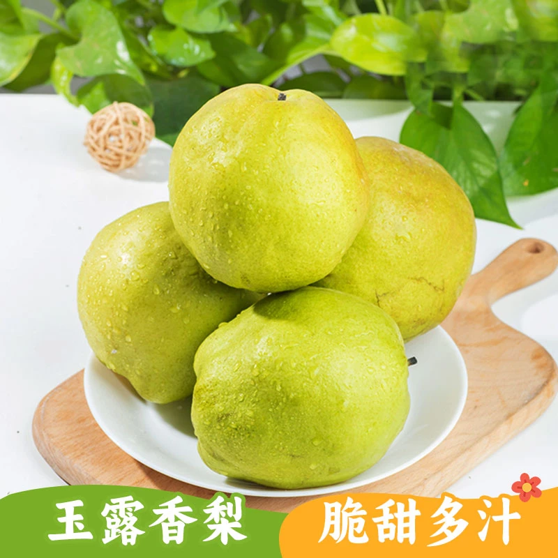 正宗新疆玉露香梨 纯甜无渣 爆甜多汁 新疆当季  现摘现发