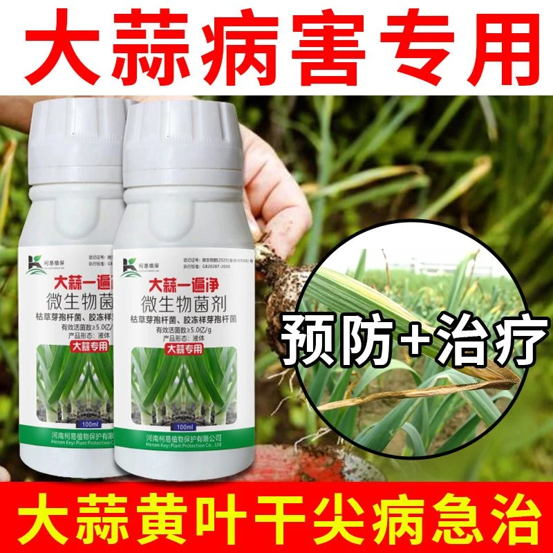 大蒜莴笋锈病黄叶霜霉病根腐病病药干尖软腐病紫斑白粉专用一遍清