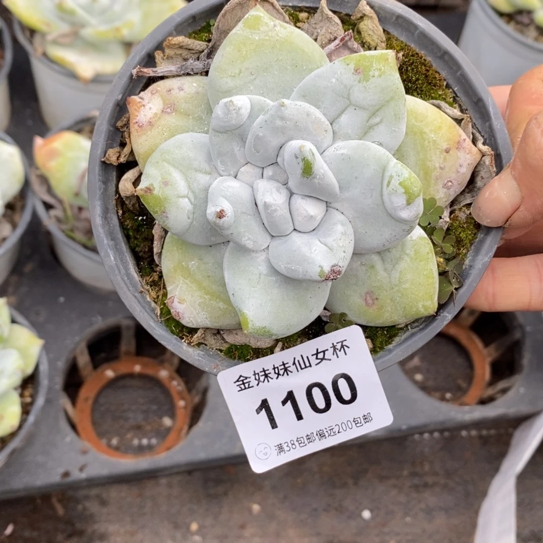 取****道1100哈哈哈哈哈哈哈哈哈哈