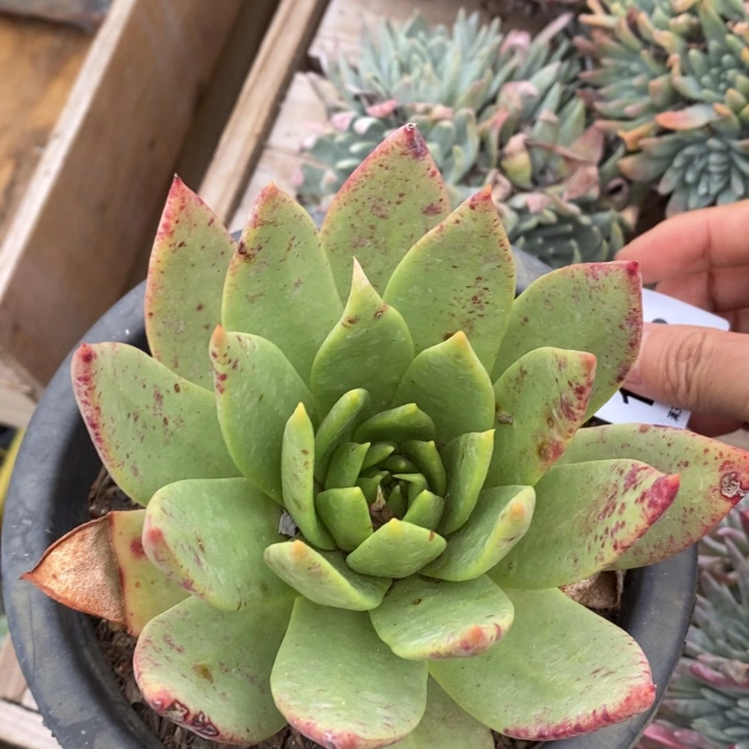 1032坎代哈哈哈哈哈哈哈哈哈