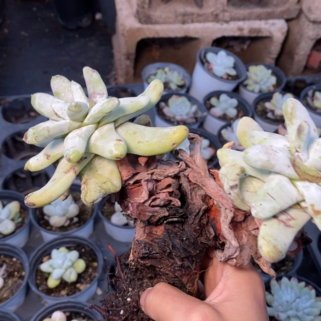 瑕疵拇指哈哈哈哈哈哈