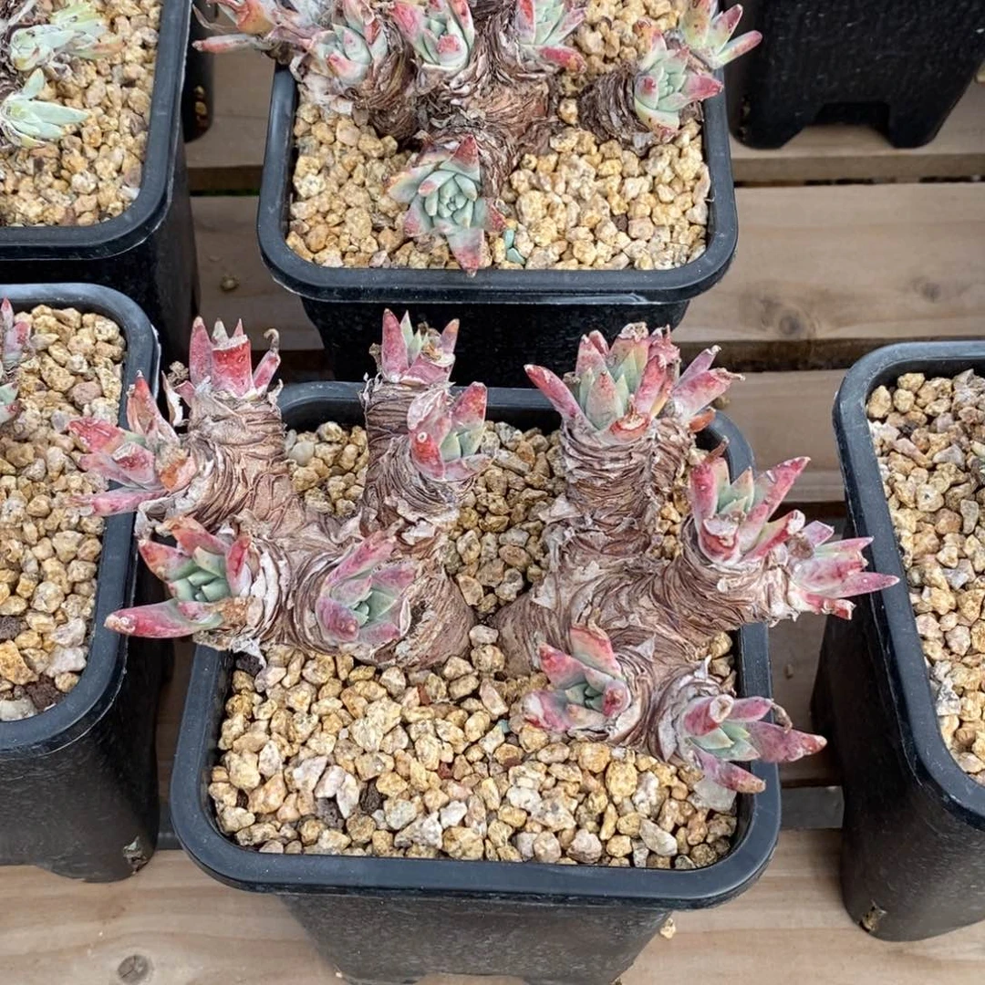 你****笑白姆哈哈哈哈哈哈哈