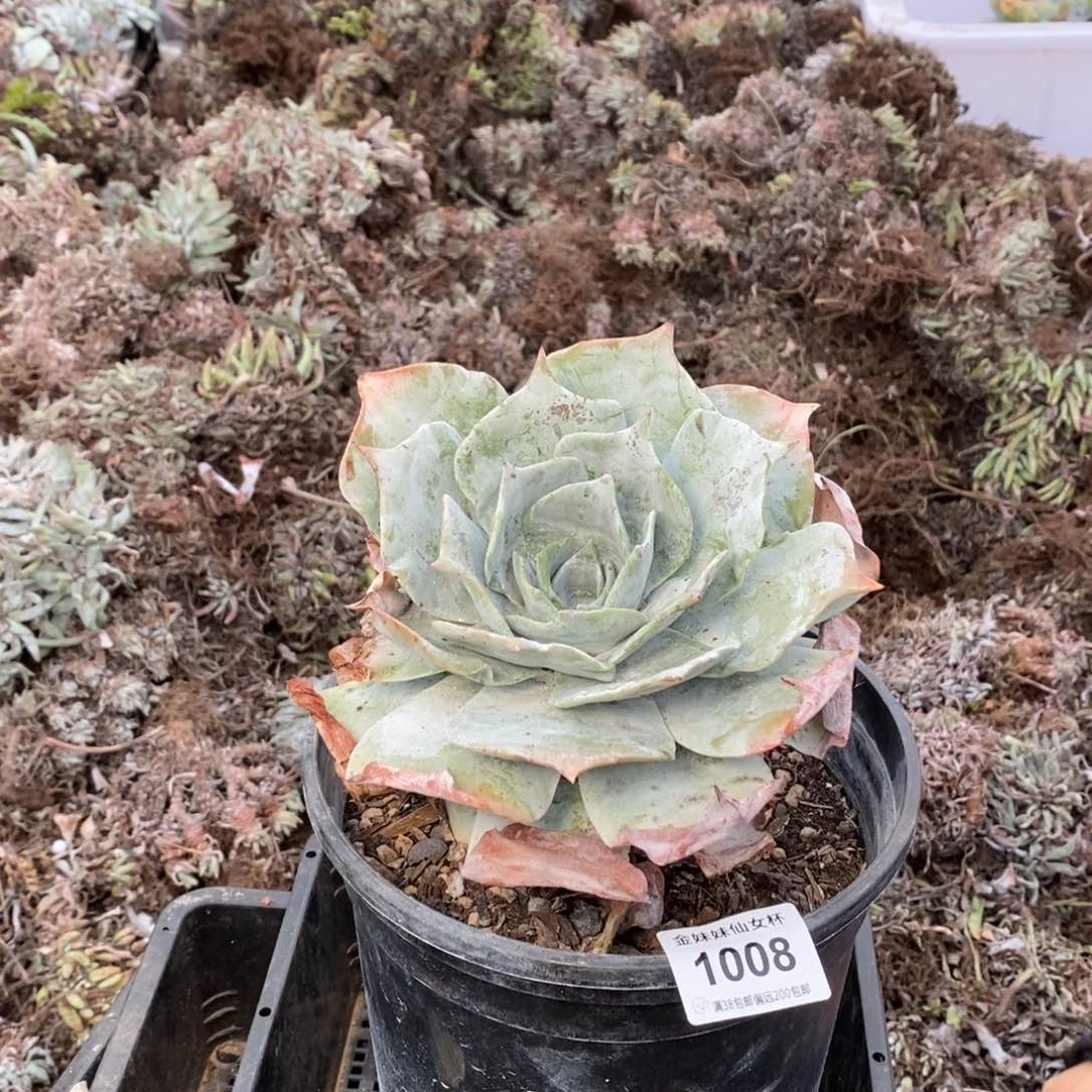 万**风1008哈哈哈哈哈哈哈哈哈