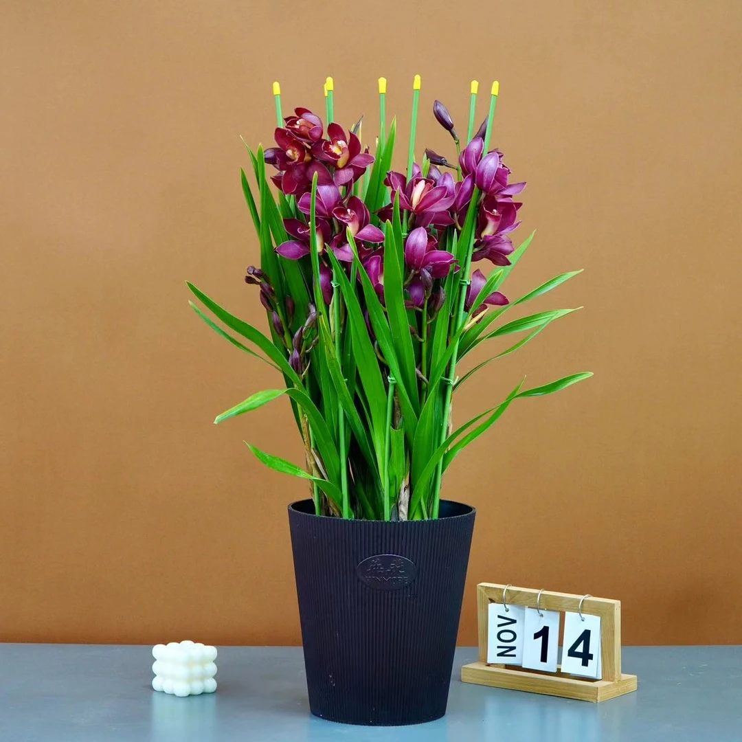 英茂大花蕙兰【朱雀】兰花带花苞基地开花施肥生长颜值精品家居