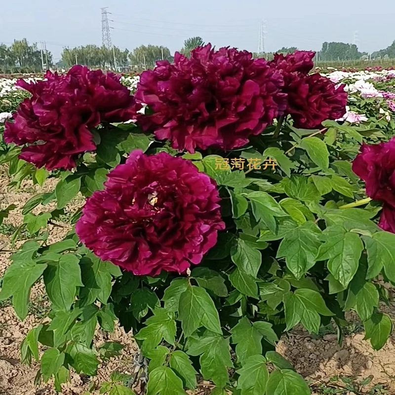 黑夫人，观赏牡丹花苗黑色系大花庭院