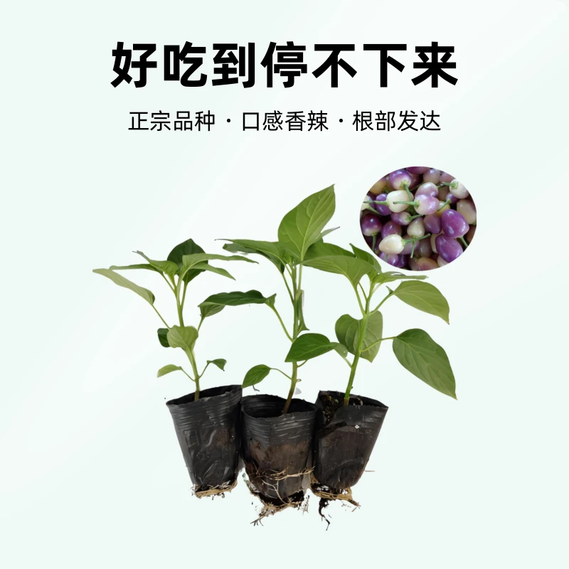 广西五彩椒苗盆栽耐热室外阳台食用观赏均可七彩泡椒苗灯笼椒苗