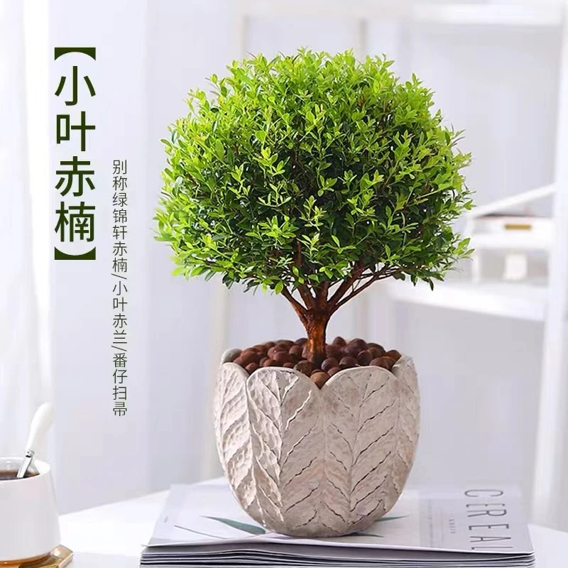 小叶赤楠盆景植物盆栽室内观赏好办公桌净化四季常青桌面缘植大棵