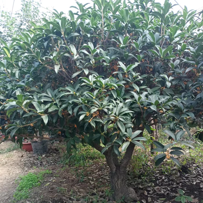 大型桂花树庭院桂花景观四季桂花树金桂室外种植大型桂花树