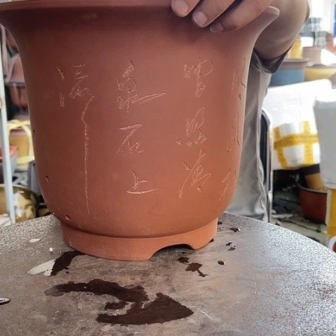 紫砂20CM（含）-50CM（不含）紫梦大