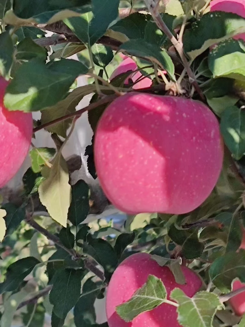 甘肃秦安高山红富士