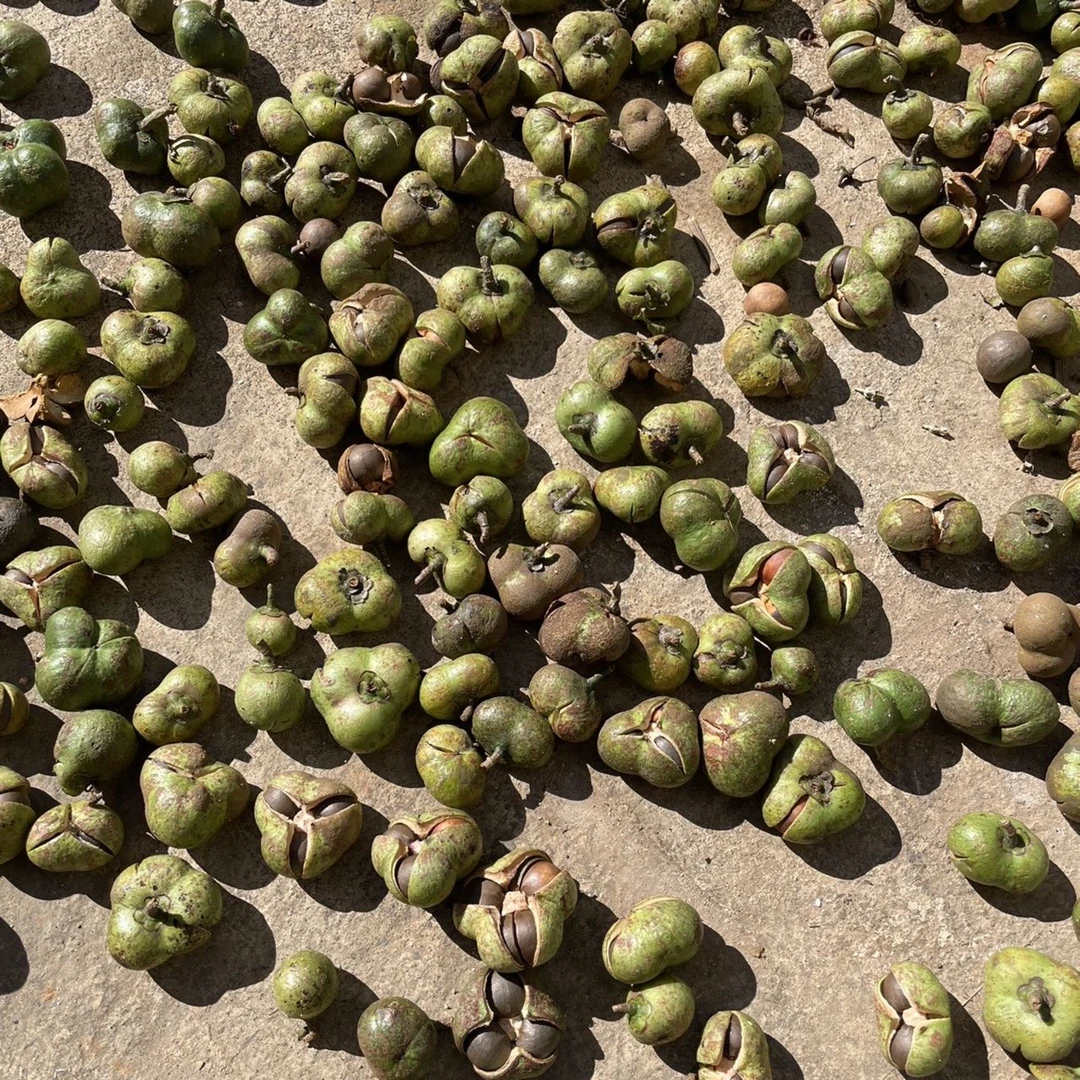 云南大叶种茶树种子