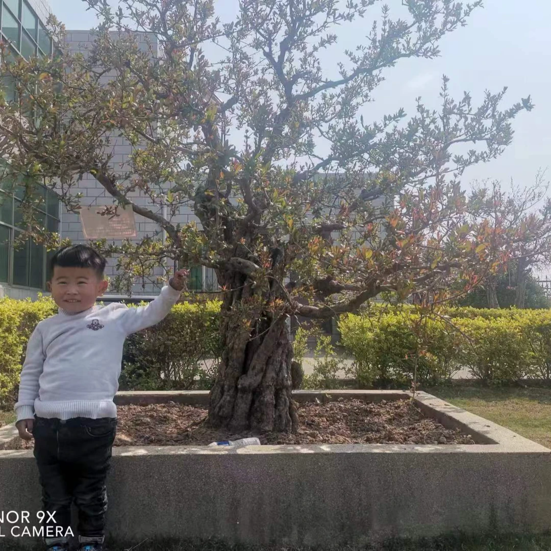 绿植花卉，一物一拍，盆景素材