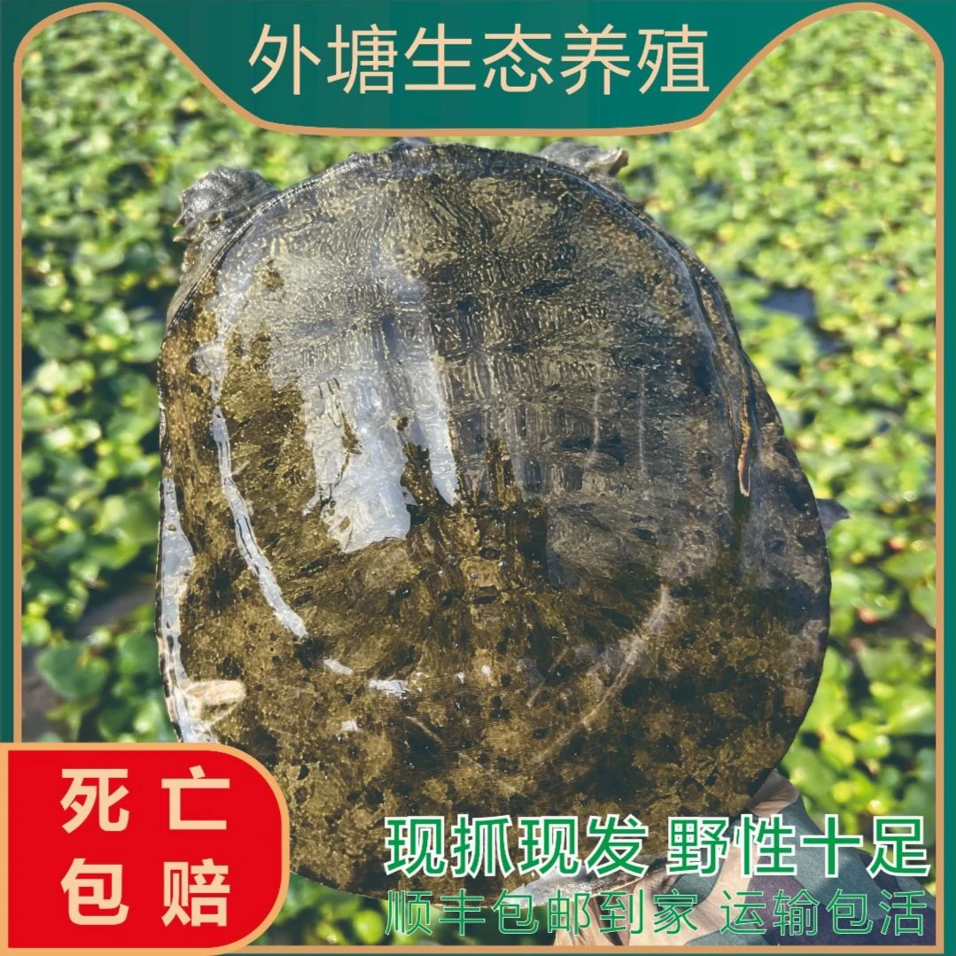 生态甲鱼洞庭湖畔大湖面生态散养年份甲鱼团鱼顺丰包邮包活
